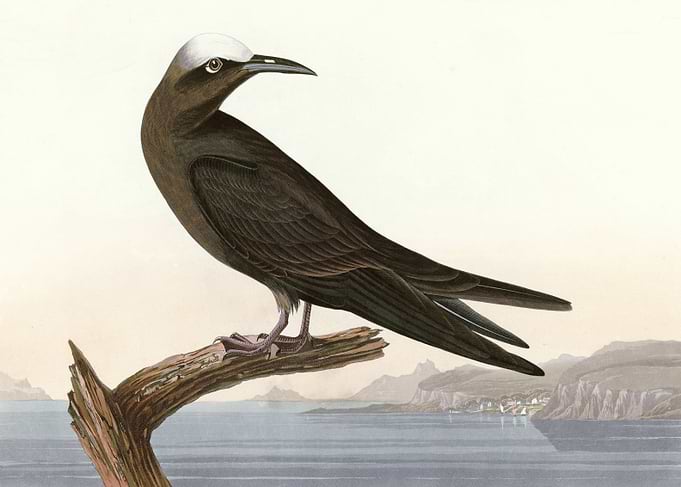 Noddy Tern