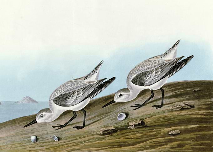 Ruddy Plover