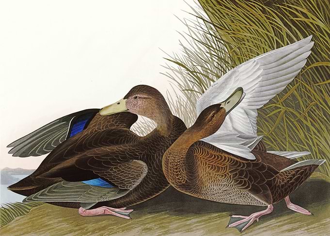 Dusky Duck