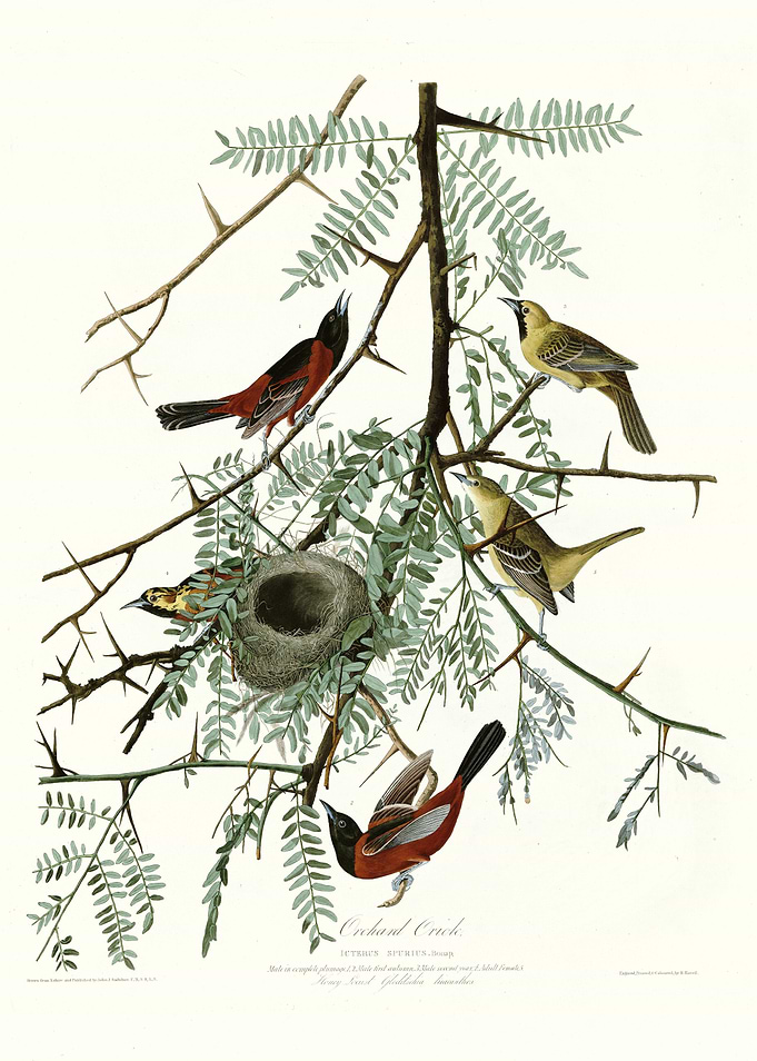 Orchard Oriole
