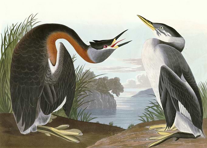 Red necked Grebe