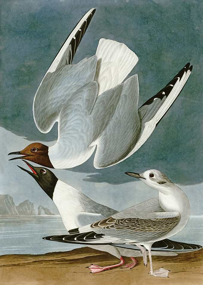 Herring Gull