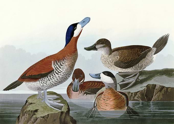 Ruddy Duck