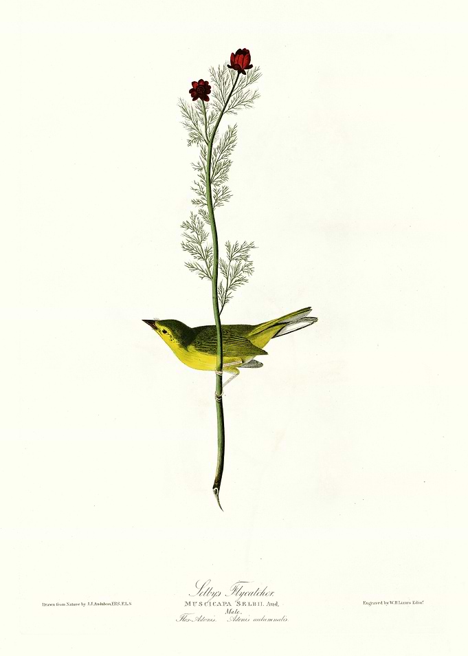 Selbys Flycatcher