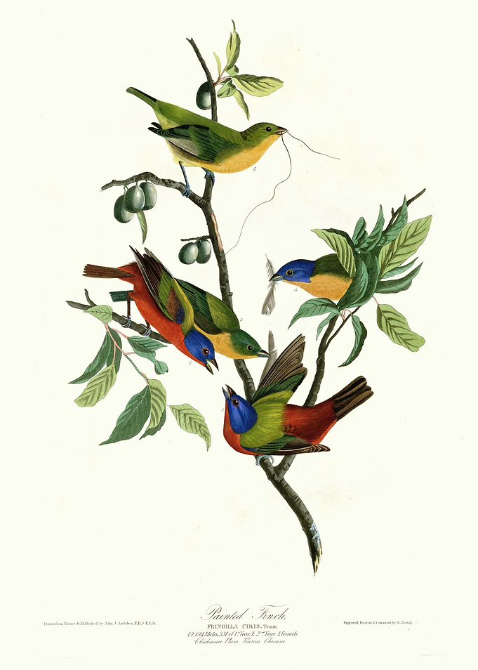 Painted Finch