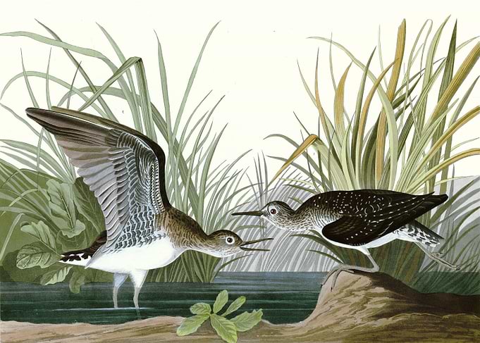 Solitary Sandpiper