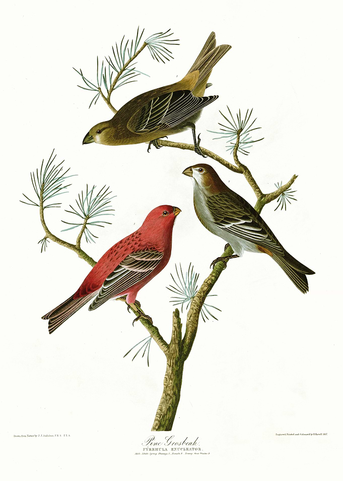 Pine Grosbeak