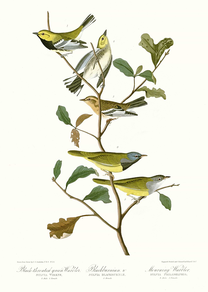 I Black throated green W