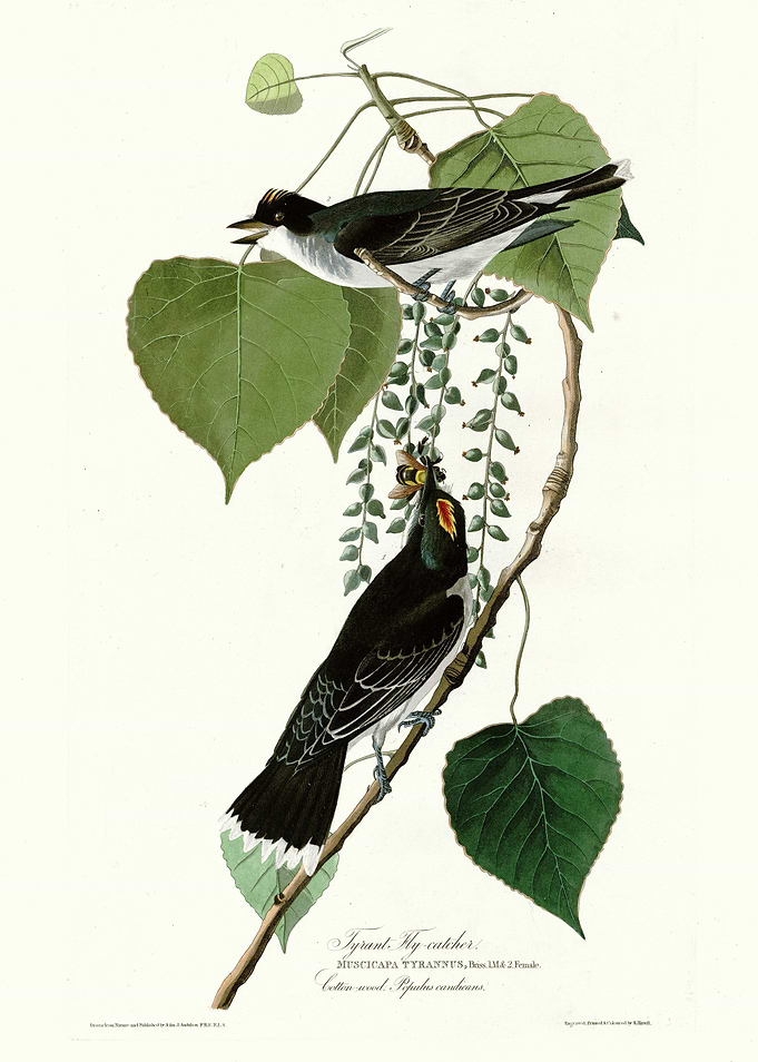 Tyrant Fly catcher