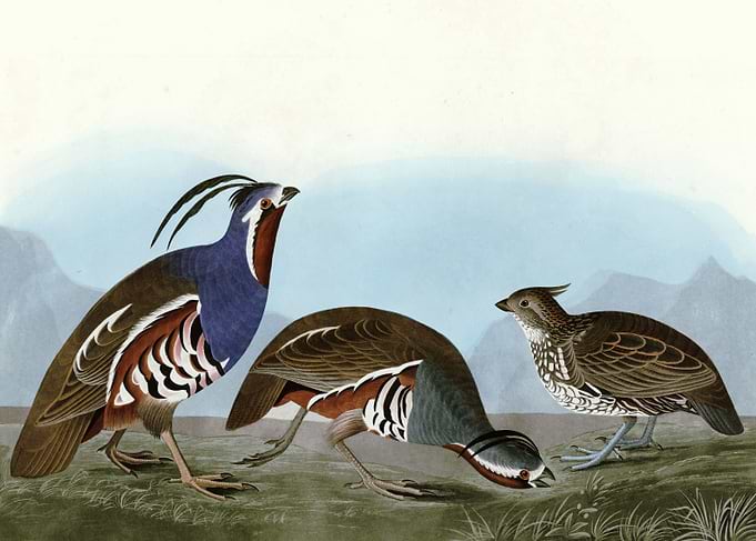 I Plumed Partridge