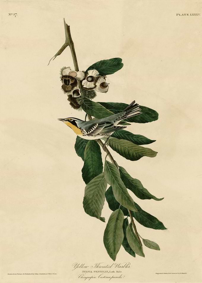 Yellow Throated Warbler