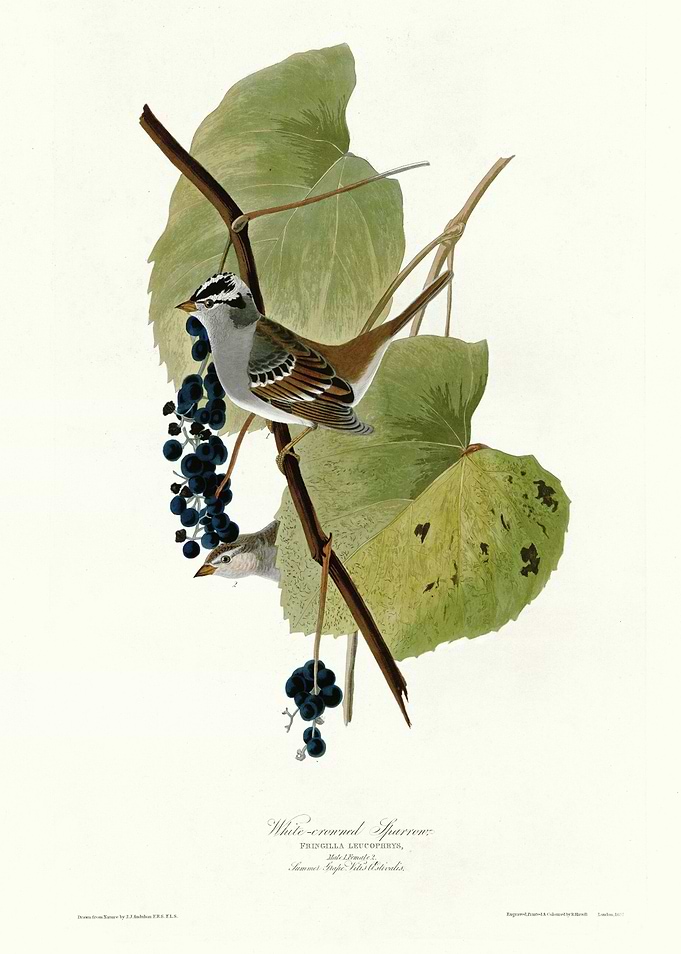 White crowned Sparrow