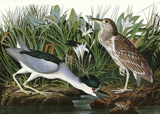 Night Heron or Qua bird