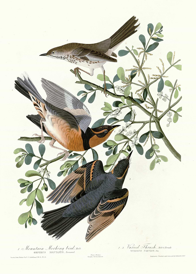 I Mountain Mocking bird