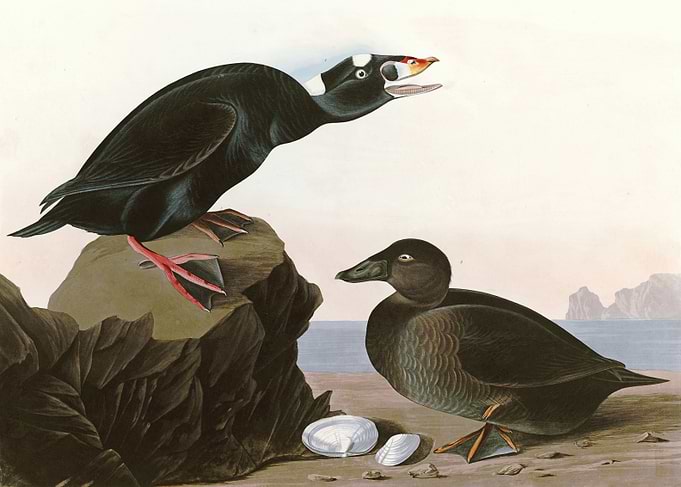 Black or Surf Duck