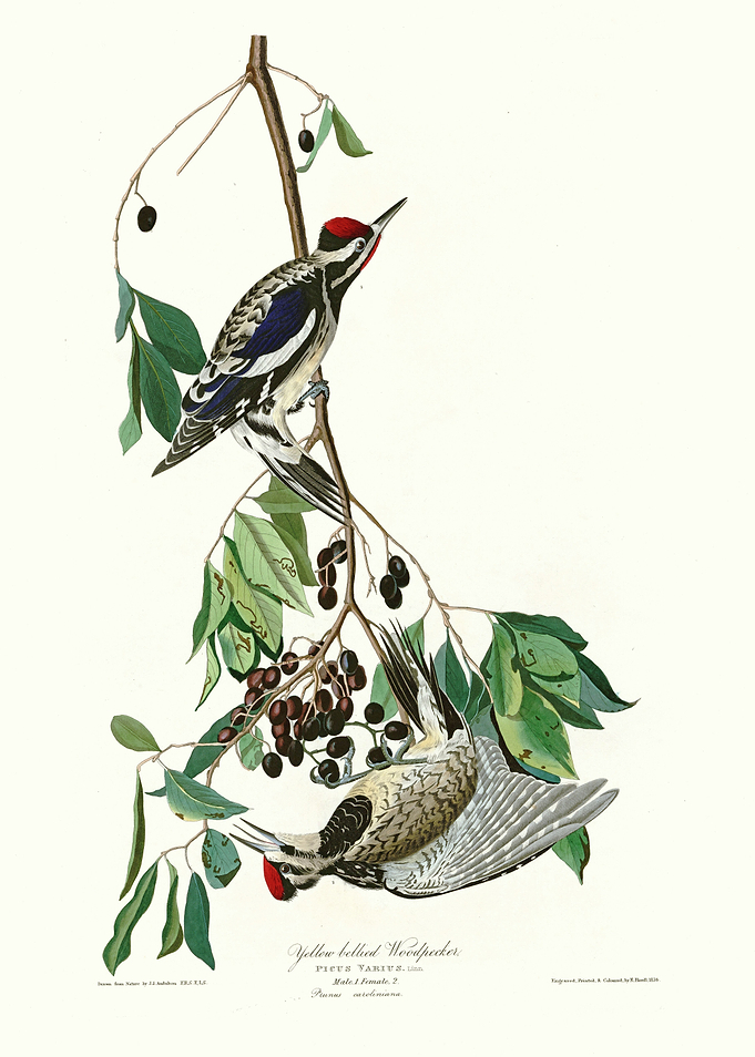 Yellow bellied Woodpecker