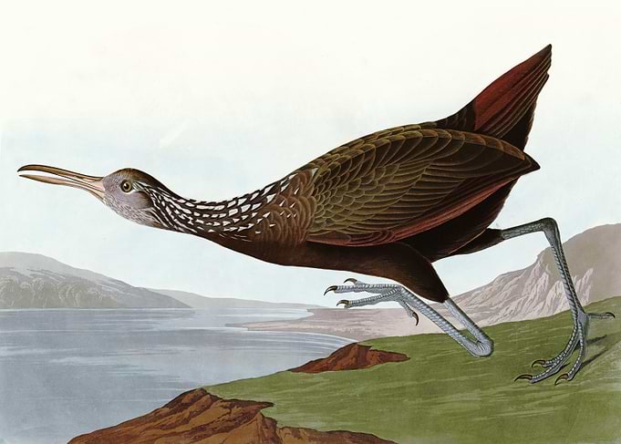 Scolopaceus Courlan