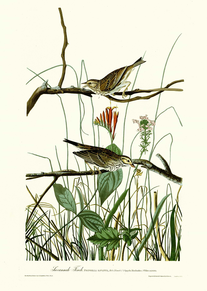Savannah Finch