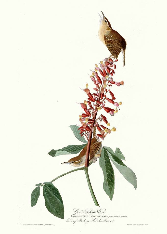 Great Carolina Wren
