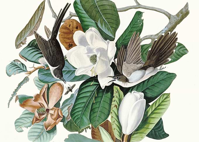 Black billed Cuckoo