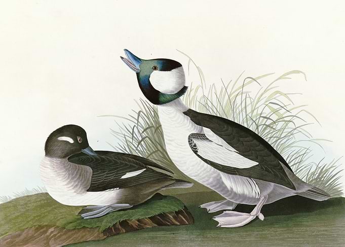 Buffel headed Duck