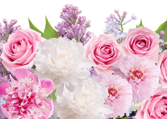 Pink Roses