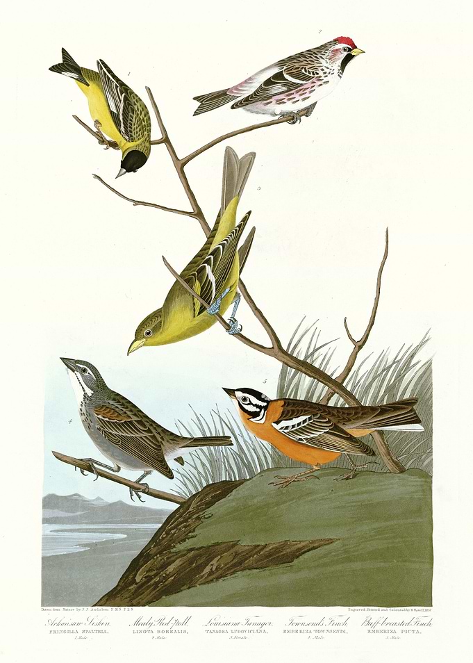 I Arkansaw Siskin Me