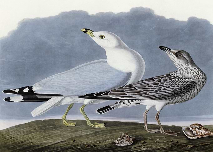 Common Gull