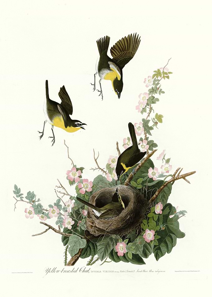 Yellow breasted Chat