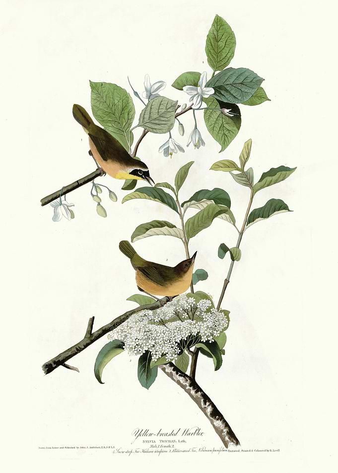 Yellow breasted Warbler