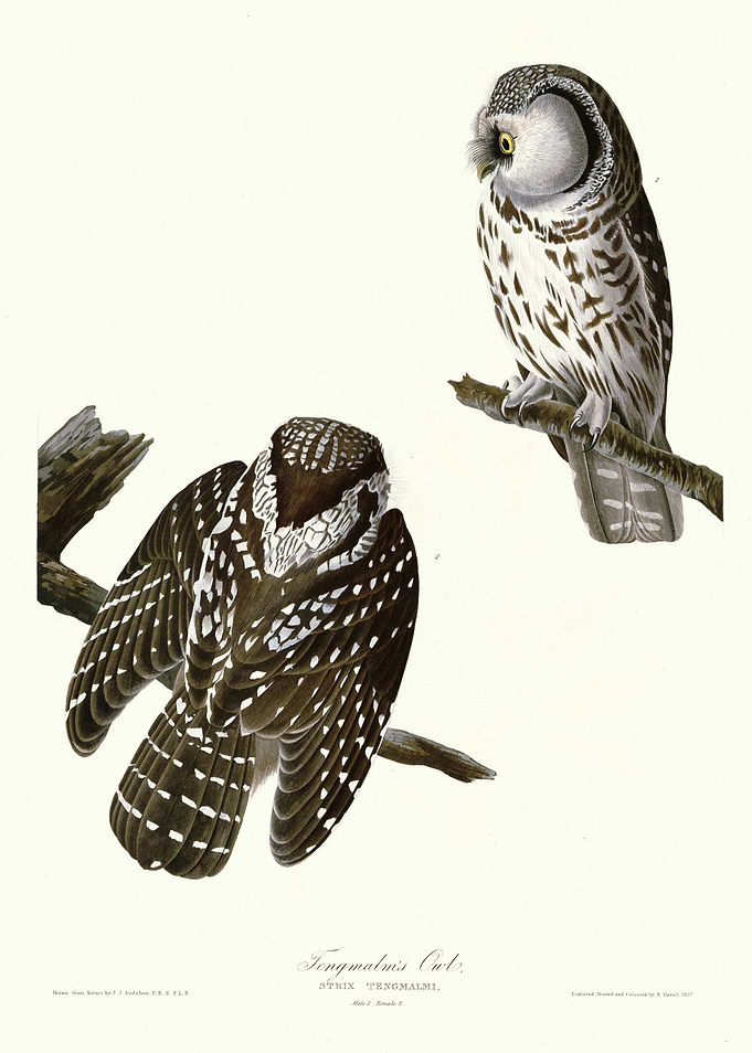 Tengmalms Owl
