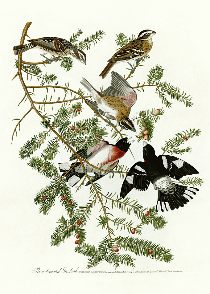 Rose breasted Grosbeak