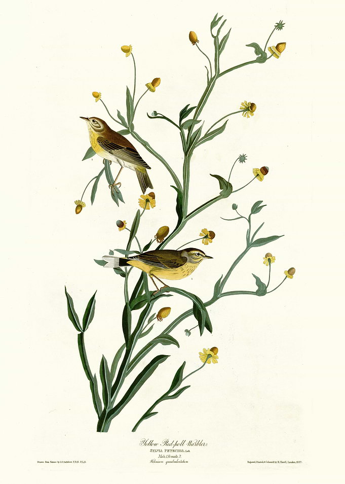 Yellow Red poll Warbler
