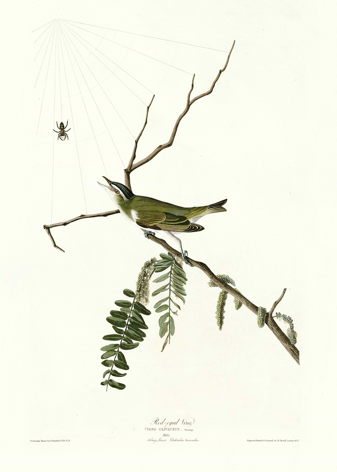 Red eyed Vireo