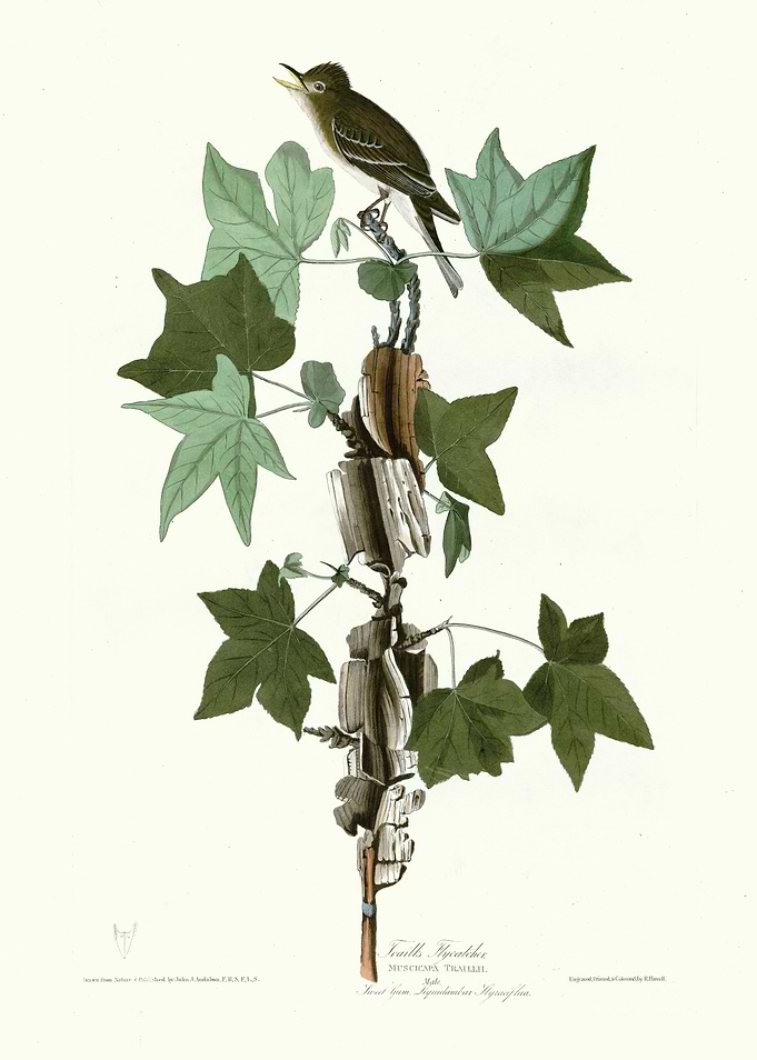 Traills Flycatcher