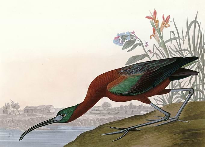 Glossy Ibis