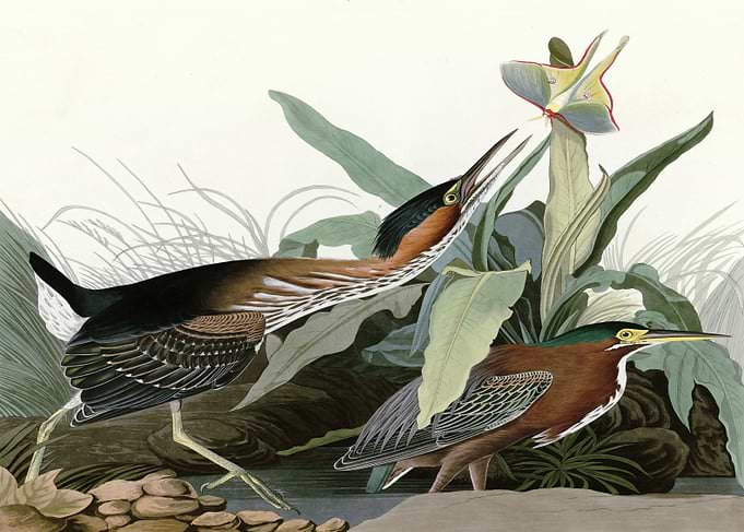 Green Heron