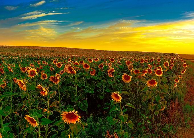 Sunrises Field