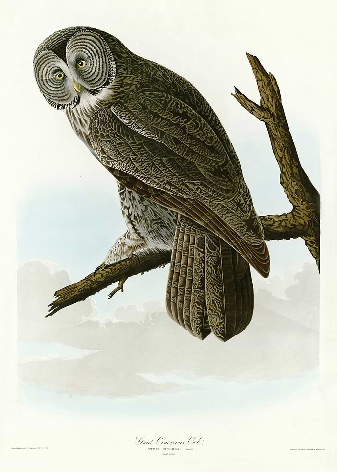 Great Cinereous Owl
