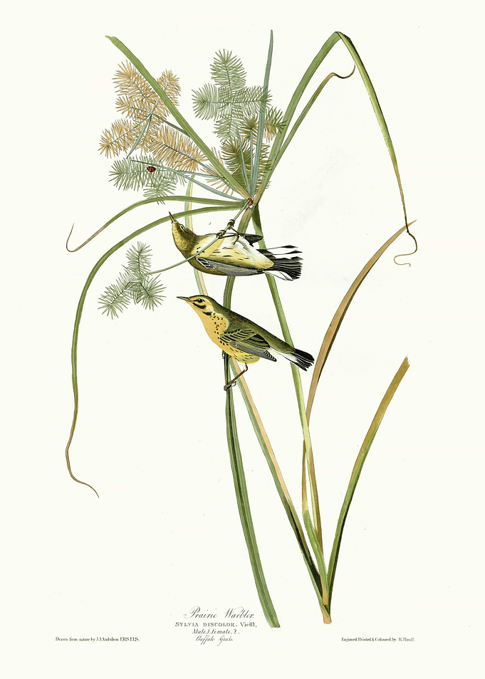 Prairie Warbler