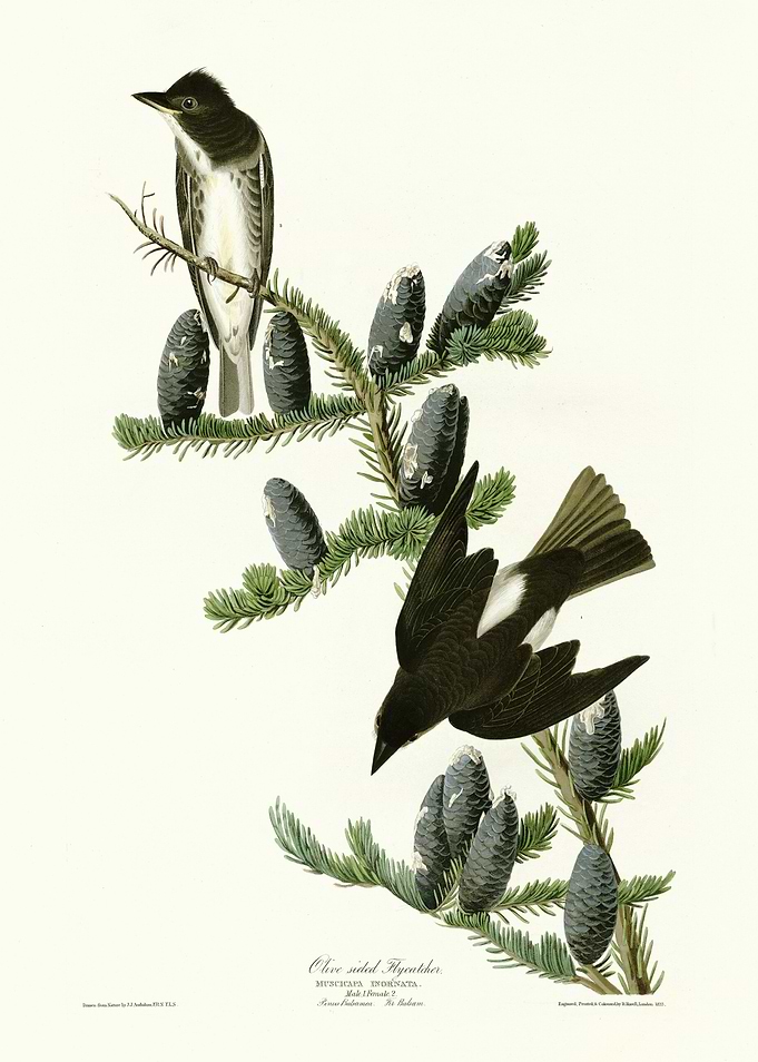 Olive sided Flycatcher