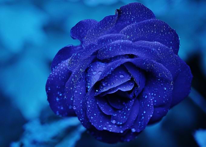 Rose Artwork