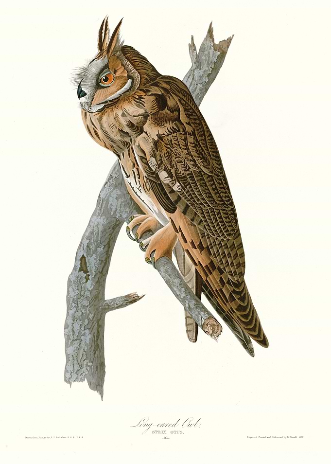 Long eared Owl