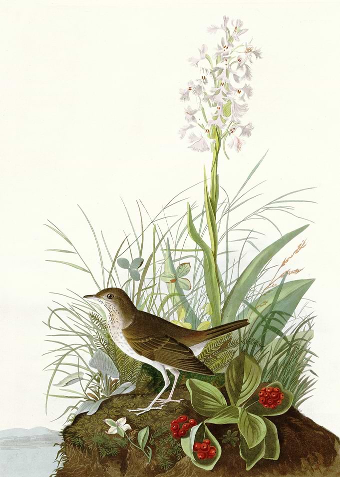 Tawny Thrush