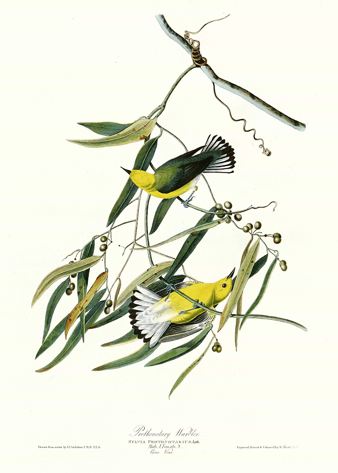 Prothonotary Warbler