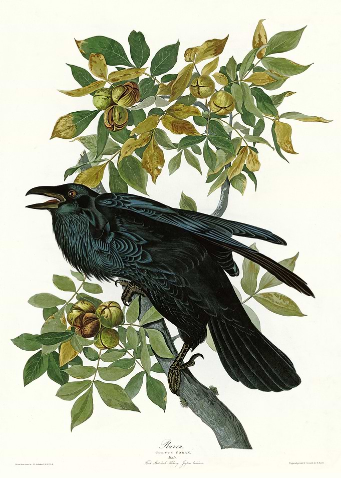 Raven