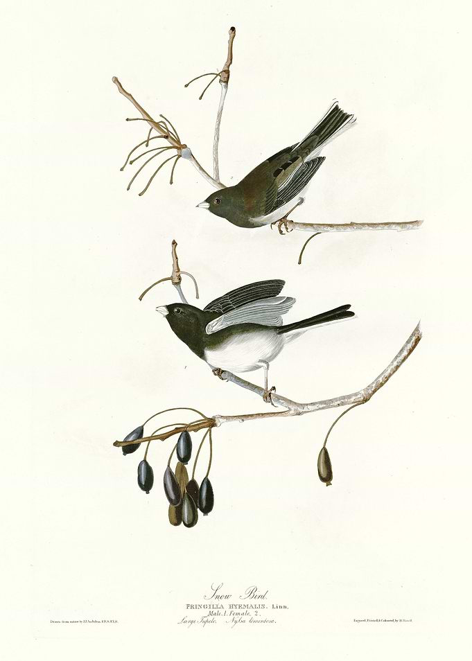 Snow Bird