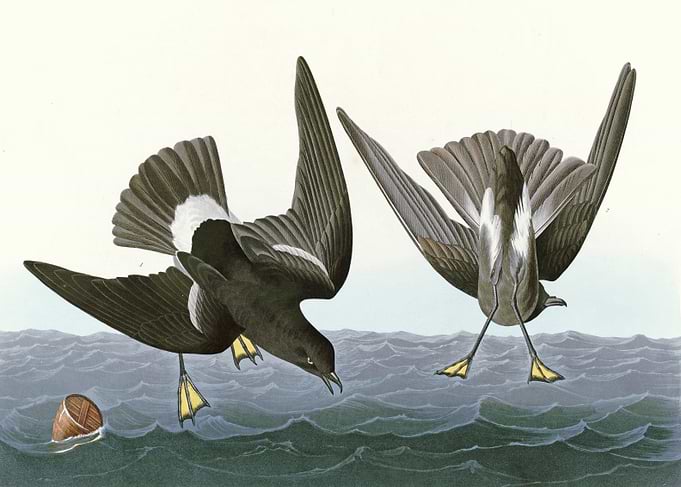 Stormy Petrel
