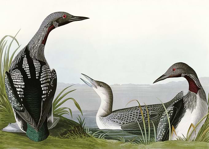 Black Throated Diver