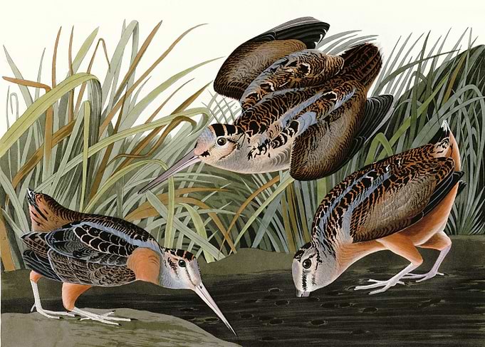 American Woodcock